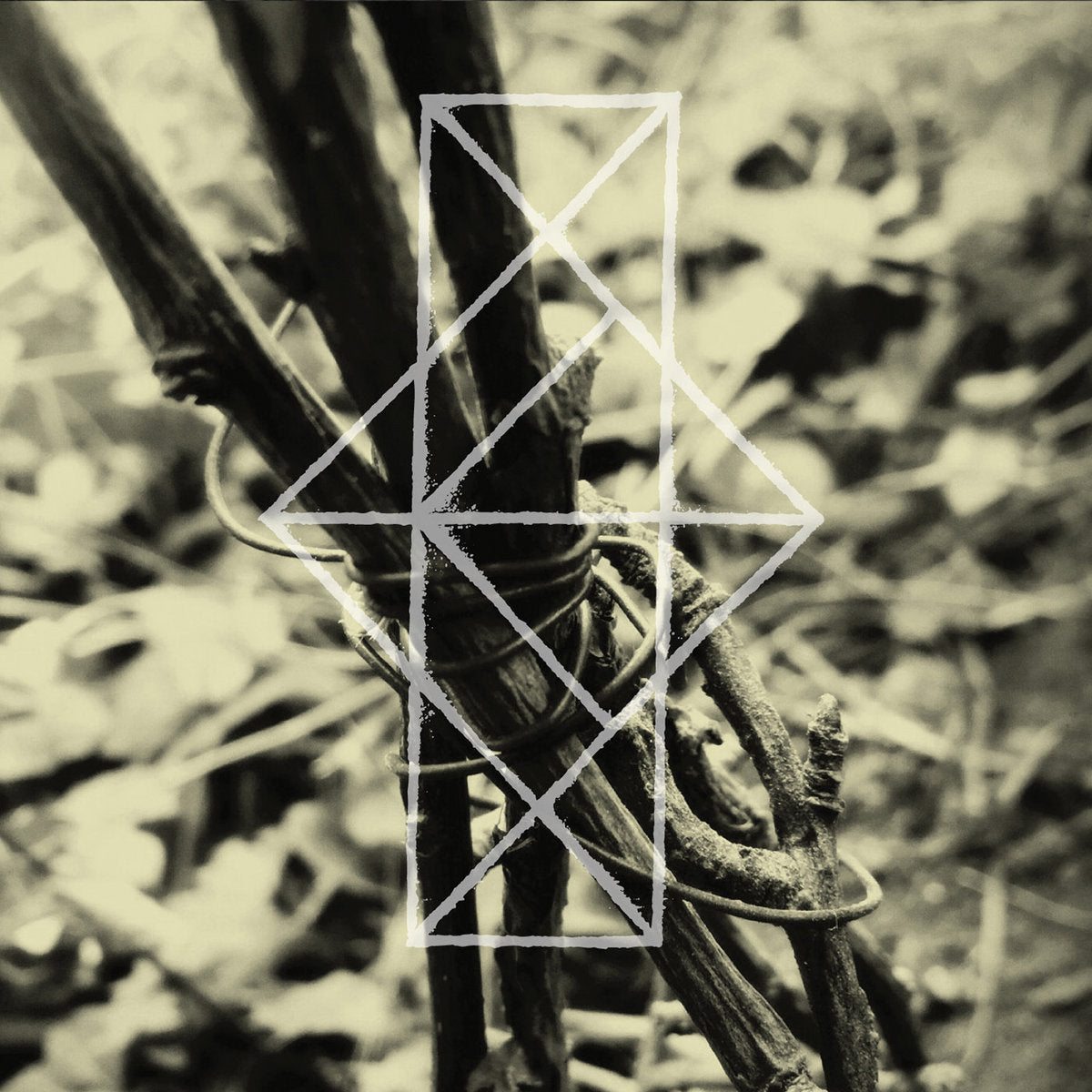 Common Eider, King Eider – Shrines For The Unwanted, Respite For The Cast Aside