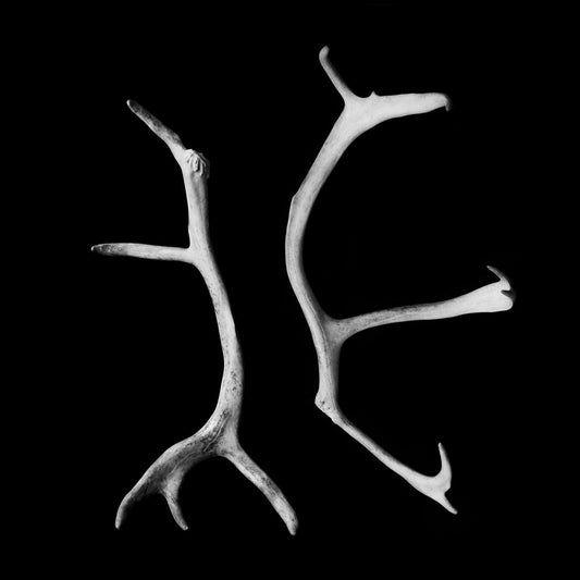 Оцепеневшие - Разрыв Связи