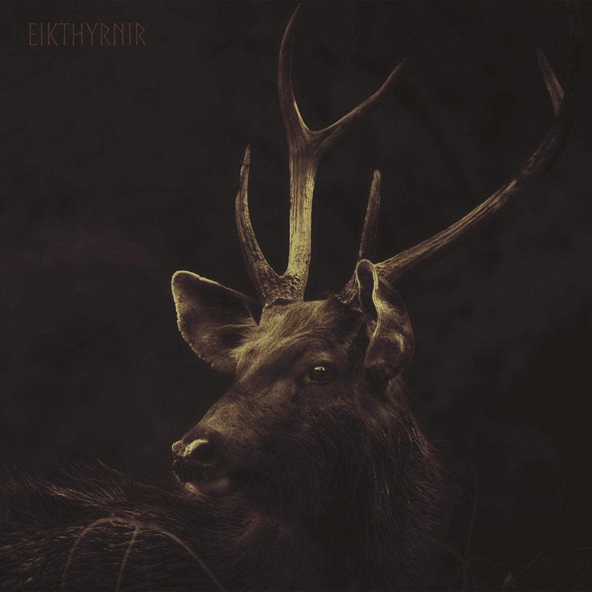 Munknörr - Eikthrynir